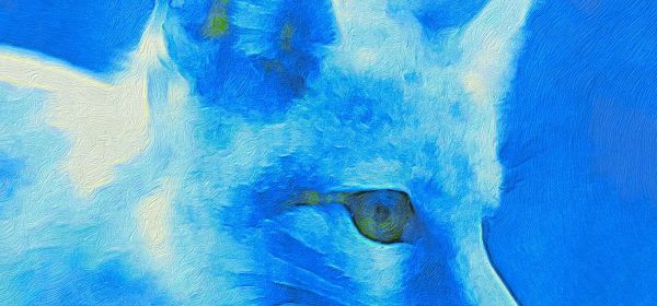 Player Species: Renara